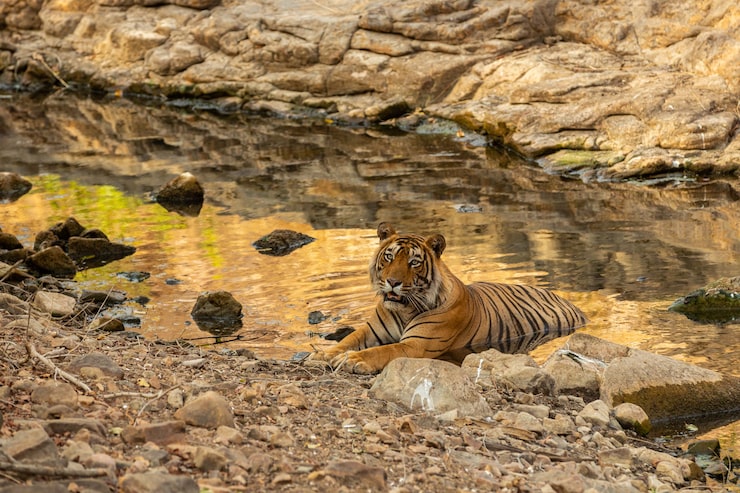 amazing-tiger-nature-habitat-tiger-pose-golden-light-time-wildlife-scene-with-danger-animal-hot-summer-india-dry-area-with-beautiful-indian-tiger_475641-1579 - Trip to Ranthambore National Park: Complete Guide and Tips